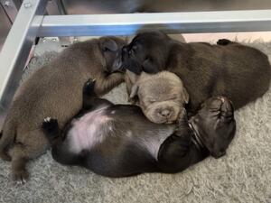 Puppy pile