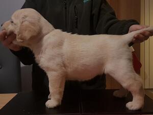 Pirate at 7 weeks old