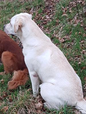 Waiting patiently for the pheasants