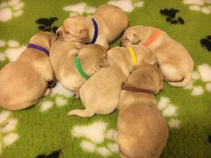 Pups at 2weeks old