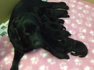 Ria & pups