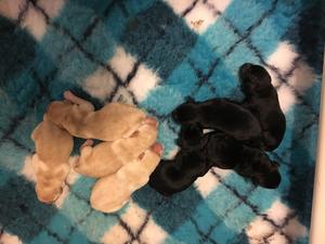 Pups 2 days old
