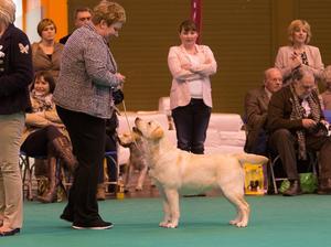 Cilla at Crufts