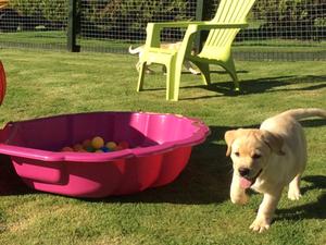 Dog puppy 9wks old
