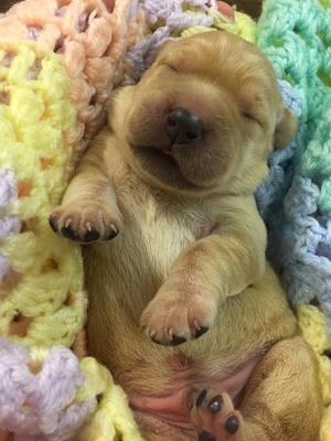 Puppy at 5 days old