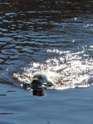 Eva swimming