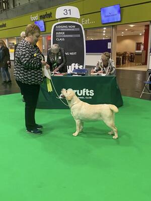 Breeze 3rd CRUFTS 2022