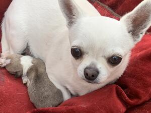 KC Reg Chihuahua Puppies