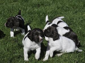 Fergie's puppies