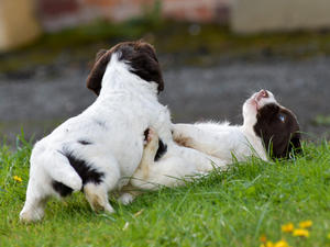 Fergie's pups