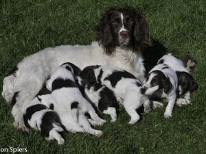 Fergie and puppies
