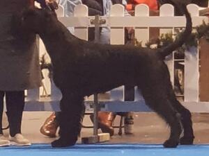 Sire Ch Pushkadell Tuscan To Grovelea ‘Tuscan’