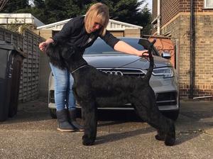 Dam Grovelea Lindyhop