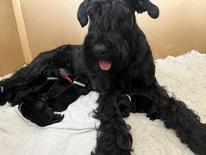 Pups and mum 3 days old