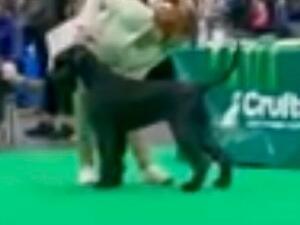 Kismet Crufts 2022 2nd post grad bitch