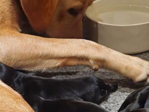 A most devoted mother