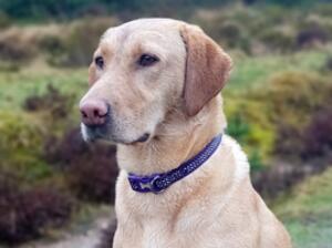 Dilly is the happiest girl with the waggiest tail.