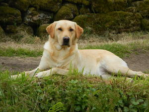 Kensteen Blame on the Stars