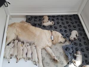 Mum and 12 pups