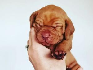 8 beautuful puppies 12 days old