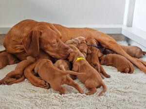 2 week old puppies