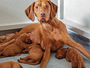Dam Alamy Joules Selene with pups 2 days old