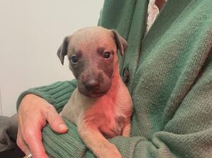 Blue brindle Male puppy available.