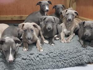 Peanuts first litter