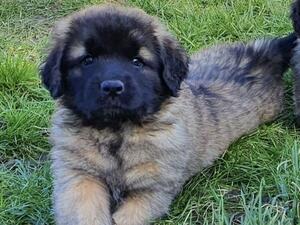 Cleo as a puppy