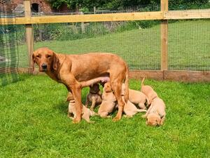 Dam and pups