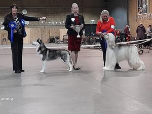 CHAMPION DARLA BIS
