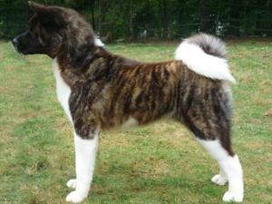 Shyllar Magic Touchstone (Flash) 11 Months