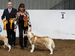 SHINKA RESERVE BEST PUPPY IN SHOW