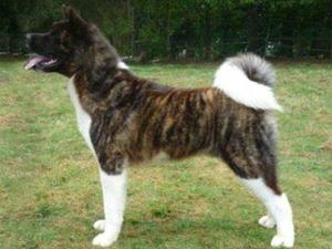 Shyllar Magic Touchstone (Flash) 2 yrs