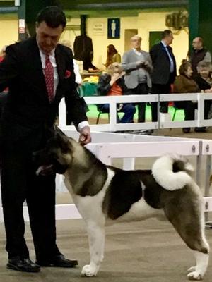 Best Junior In Show