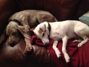 Lola & Max (Lola @12 weeks)