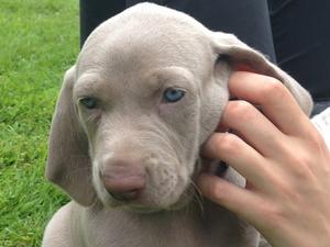Lola @ 7 weeks