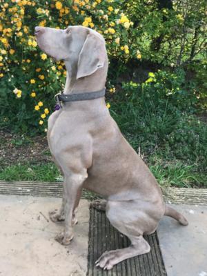 Garden Pose