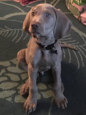 Taro @81/2 weeks