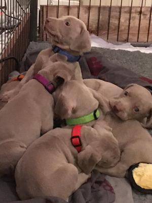 Puppy Huddle