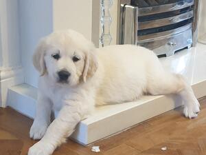 Last available Pup (Girl)