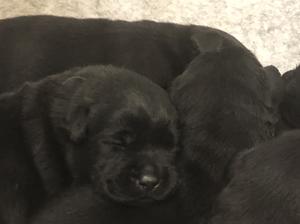 Puppies at 2 weeks