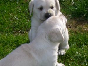 pups in garden
