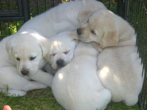 Puppies 5 weeks