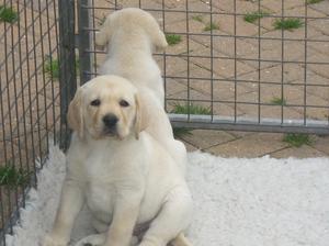Puppies 7 weeks