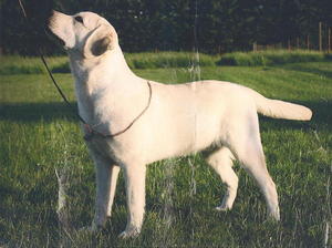 Sire
