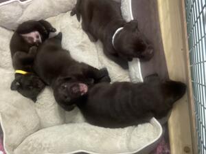 Pups all doing fine. Will be very chunky