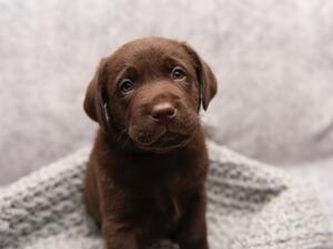 Puppy from previous litter 2 years ago