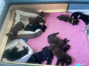 Puppy from previous litter