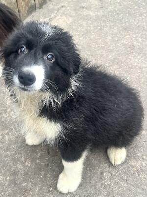 Pup 2